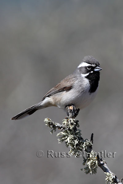 Black-throated Sparrow © Russ Chantler